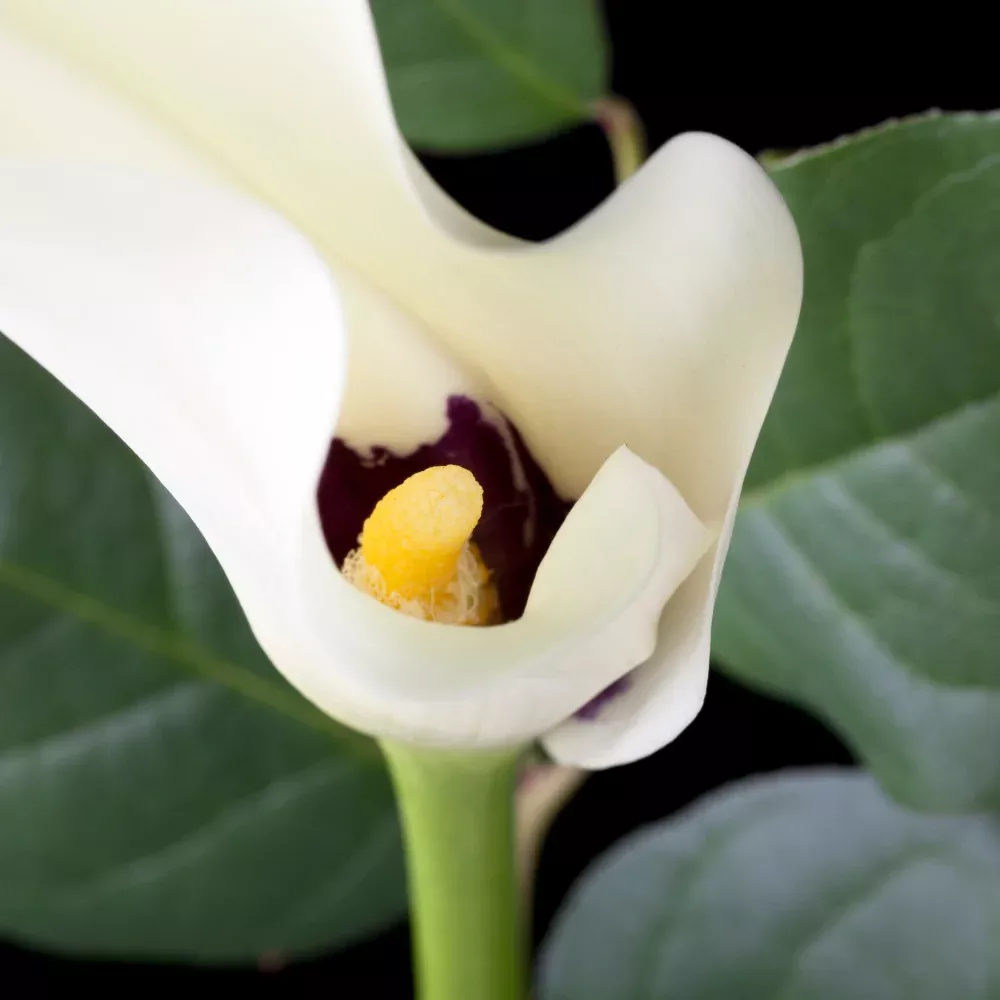 'Black-Eyed Beauty' Calla Lily