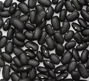 Black Turtle Bean