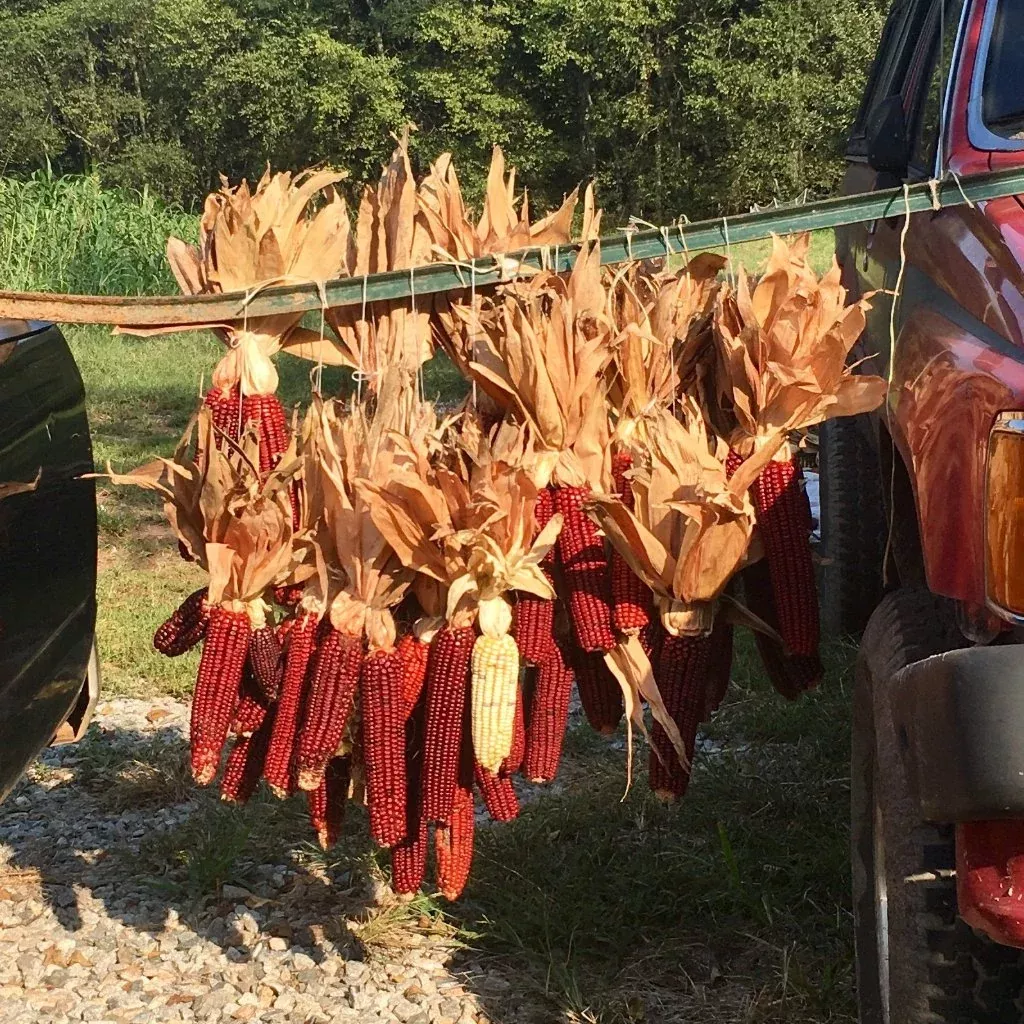 Bloody Butcher Corn