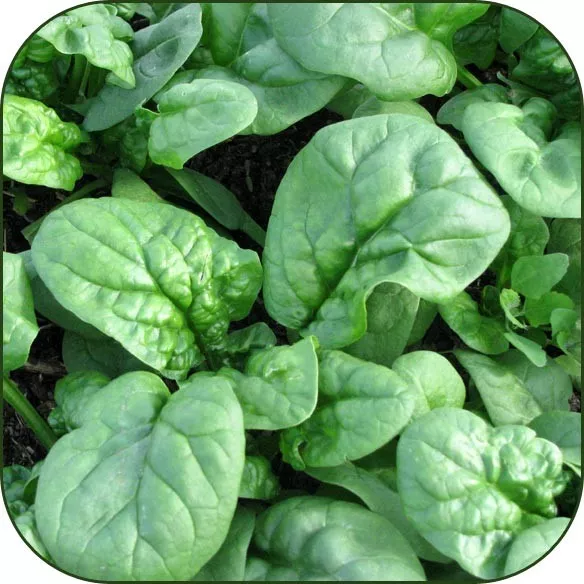 Bloomsdale Spinach