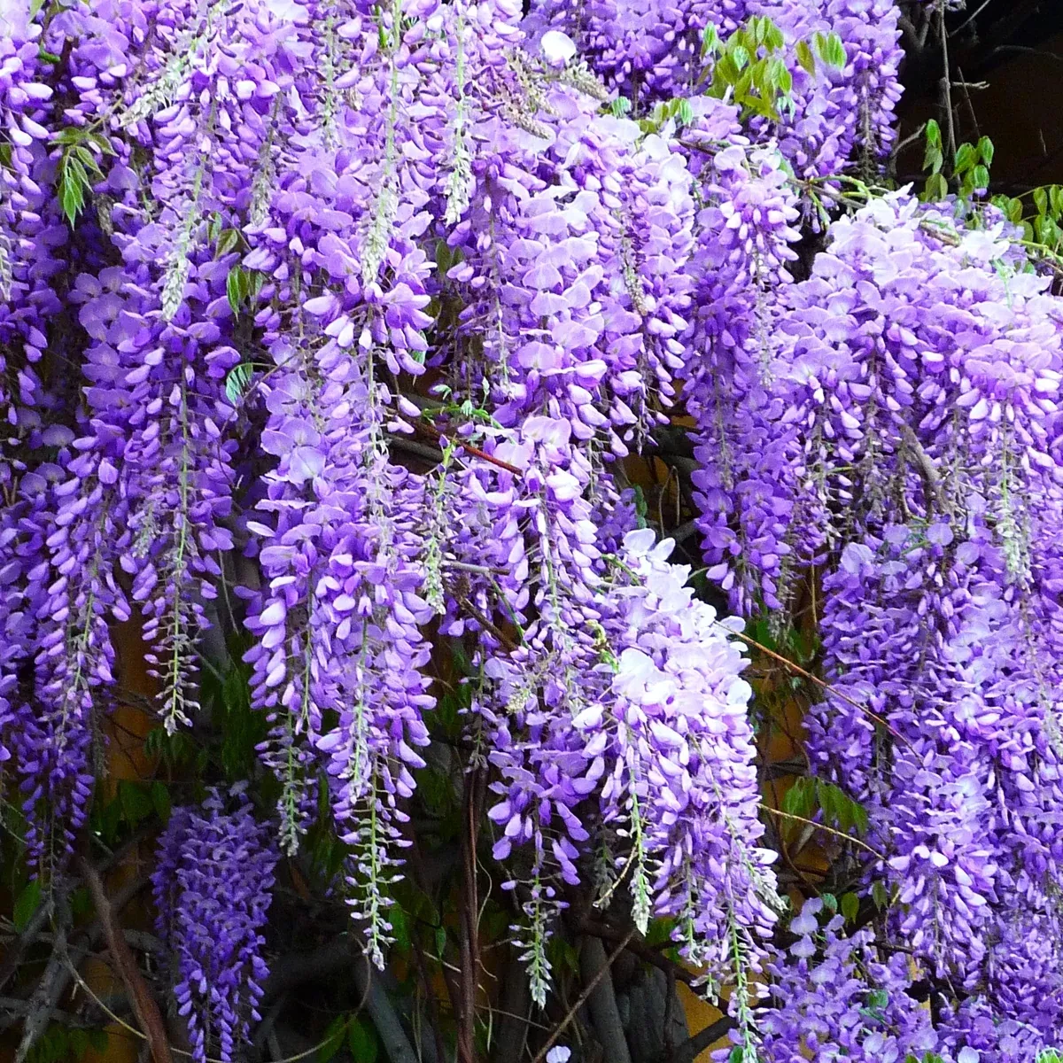 Blue Chinese Wisteria