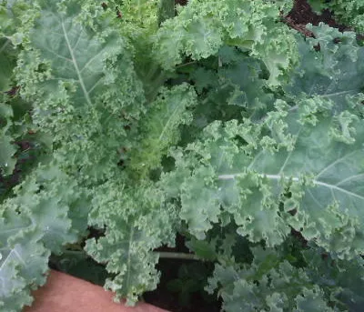 Blue Curled Scotch Kale