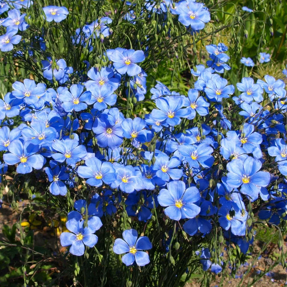Blue Flax Wildflower