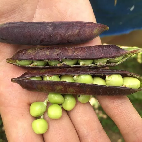 Blue Pod Capucijner Pea