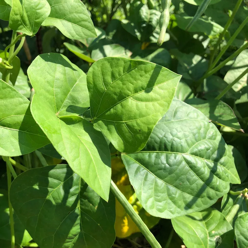Bo (Black-Eyed Pea Leaves)