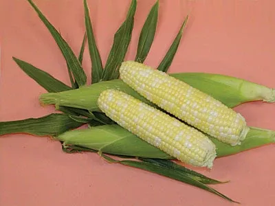 Bon Jour Corn Hybrid Sweet