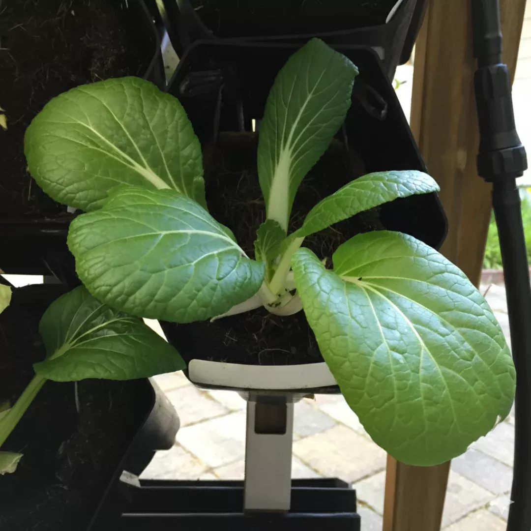 Bopak Pac Choi