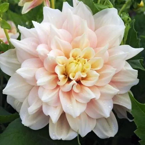 'Break Out' Dahlia (Dinnerplate)