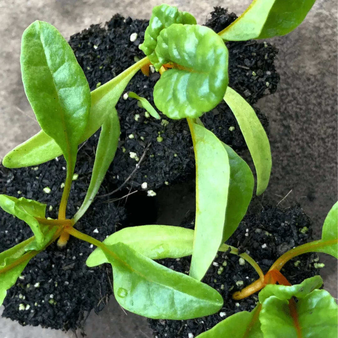 Bright Lights Swiss Chard 2"