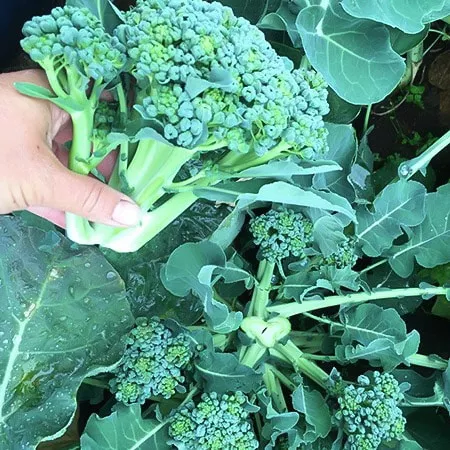 Broccoli, Piracicaba (Organic)