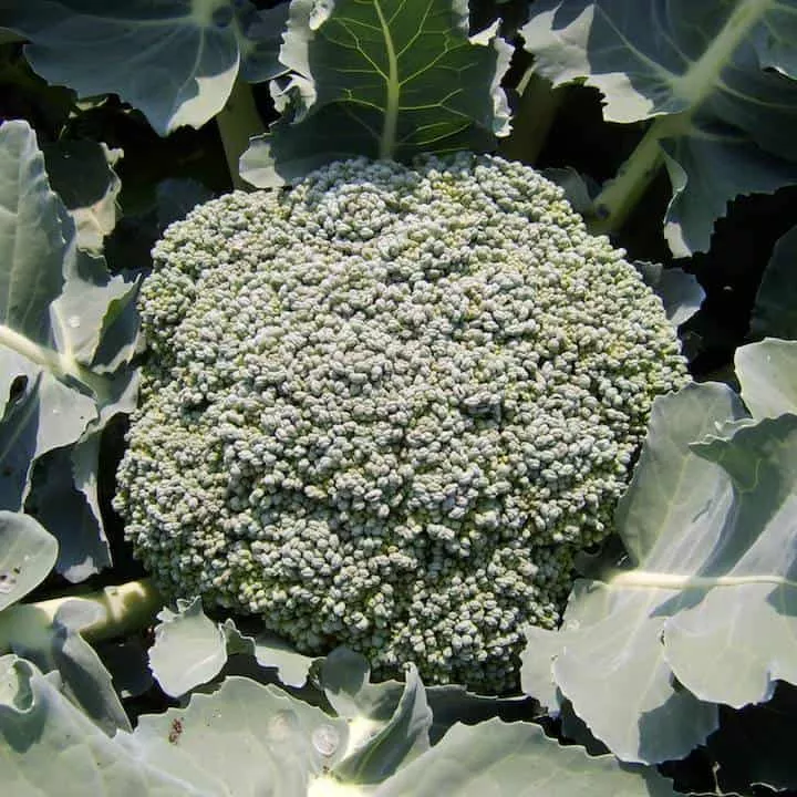Broccoli, Umpqua (Organic)