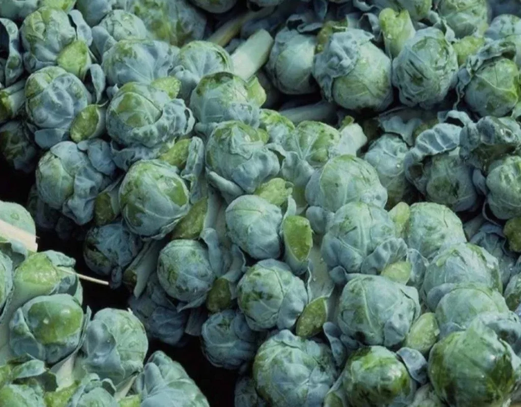 Brussels Sprouts Long Island Improved