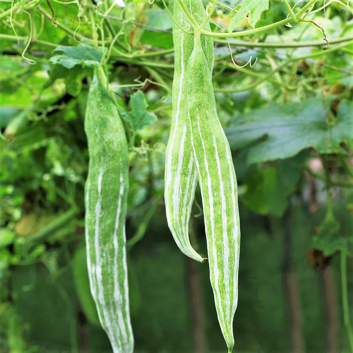 Buag Ngu Snake Gourd