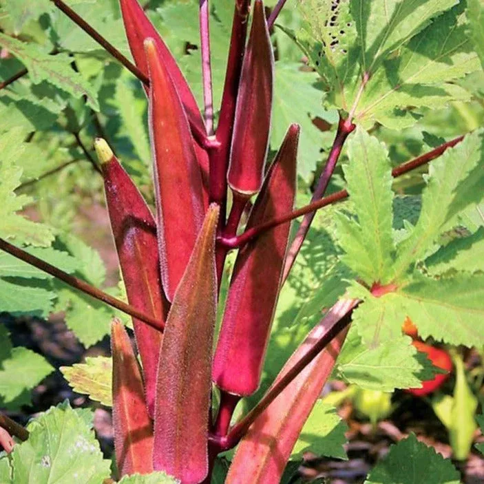 Burgundy Red Okra