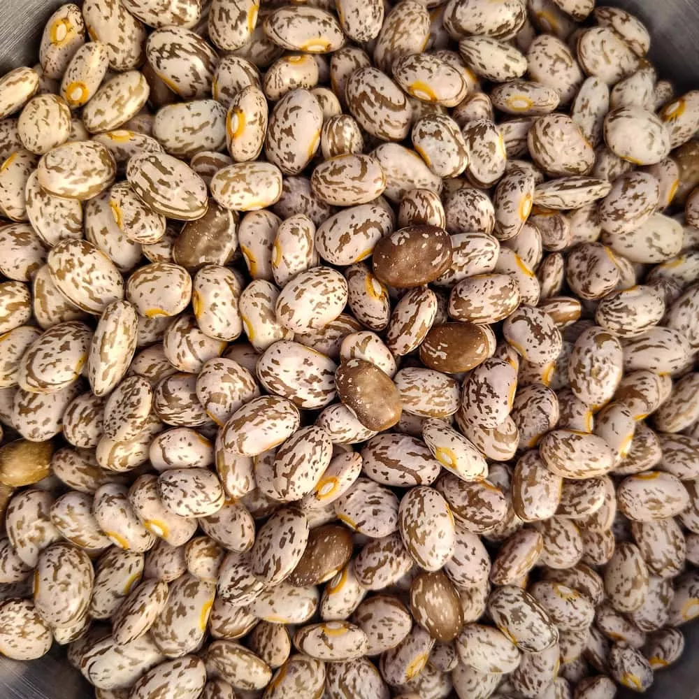 Bush Dry Bean, Agassiz Pinto (Organic)