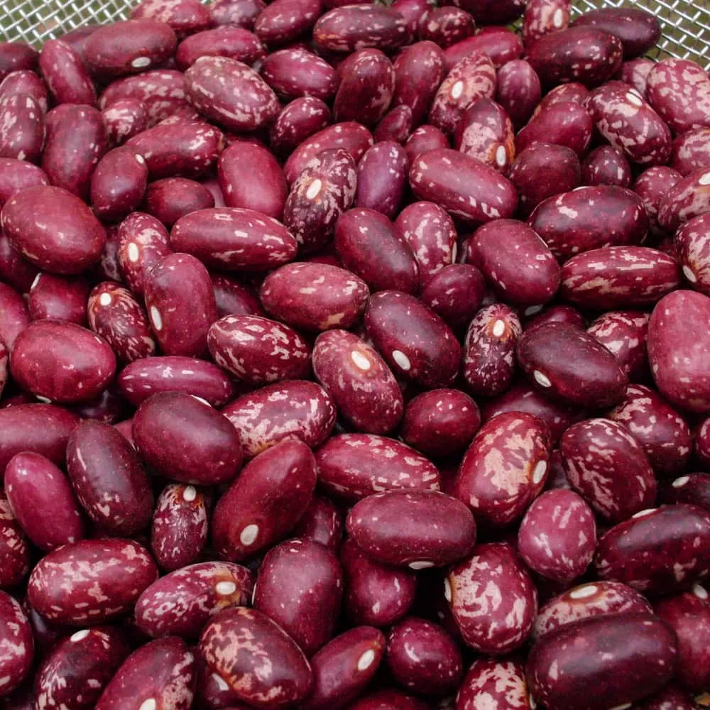 Bush Dry Bean, Early Warwick (Organic)