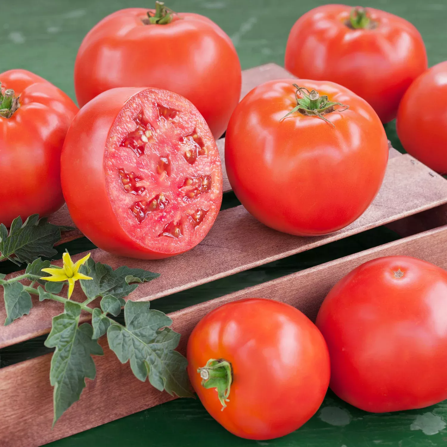 Bush Goliath Tomato (2 Pack)