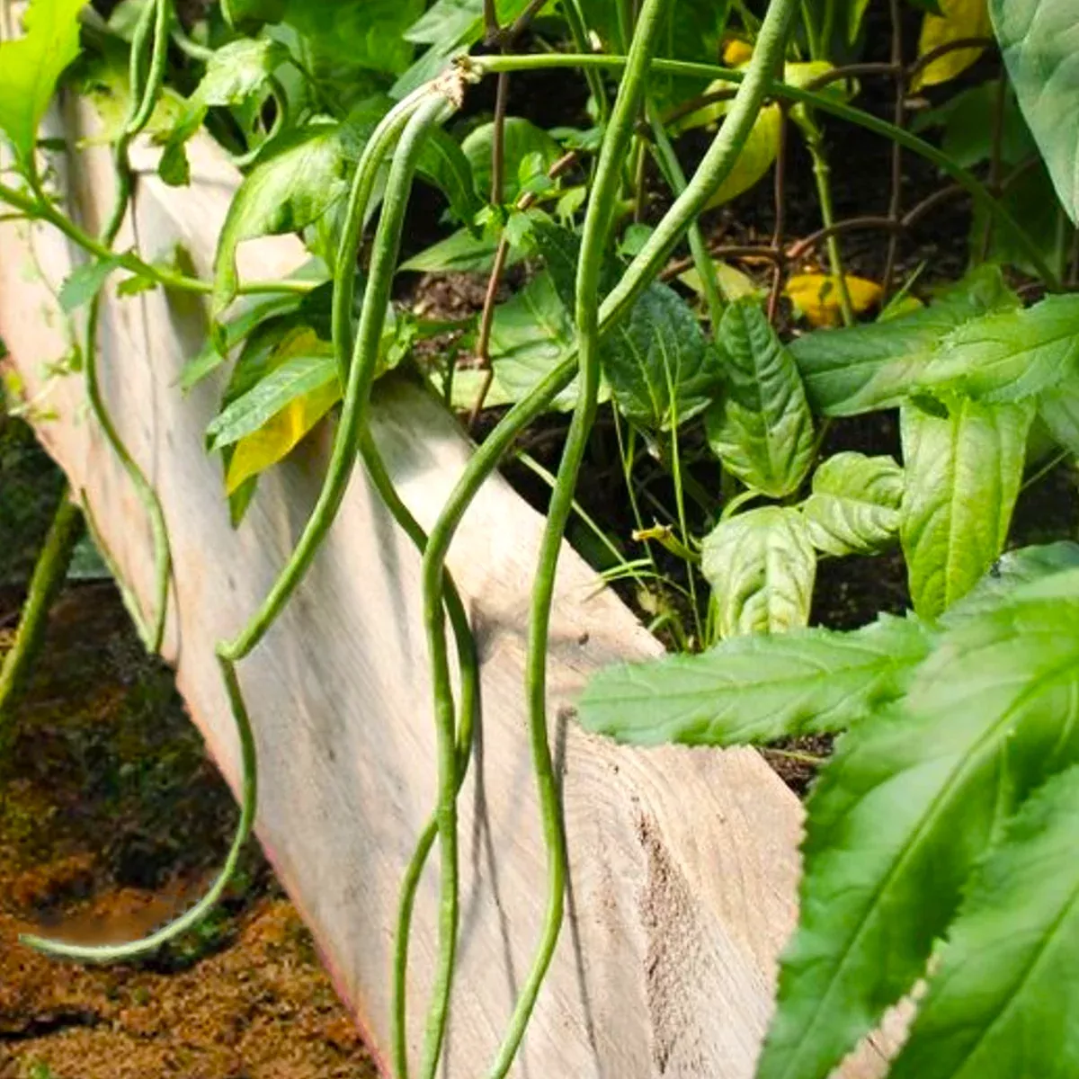 Bush Green Yard Long Bean