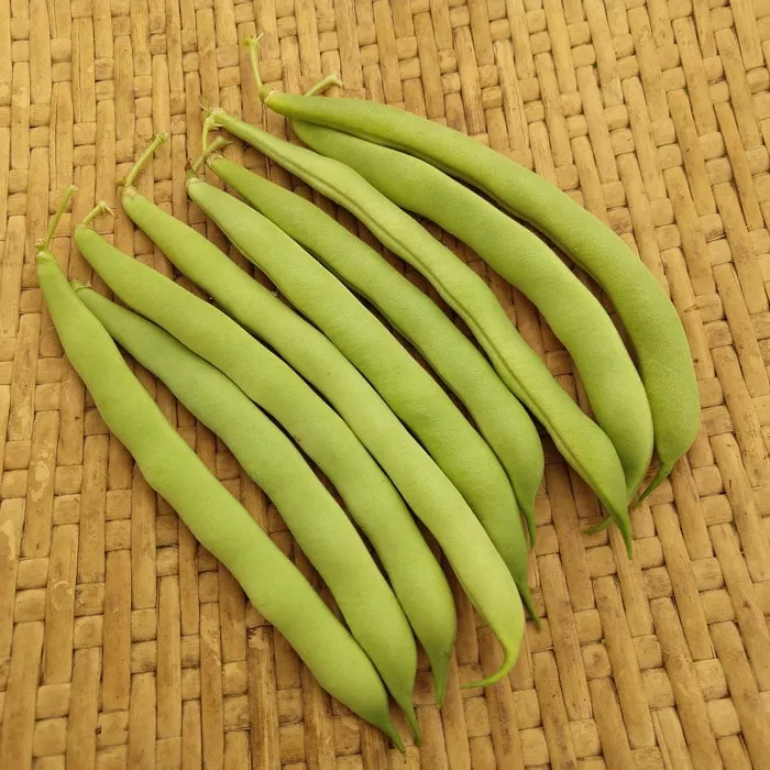 Bush Snap Bean, Alice Sunshine (Organic)