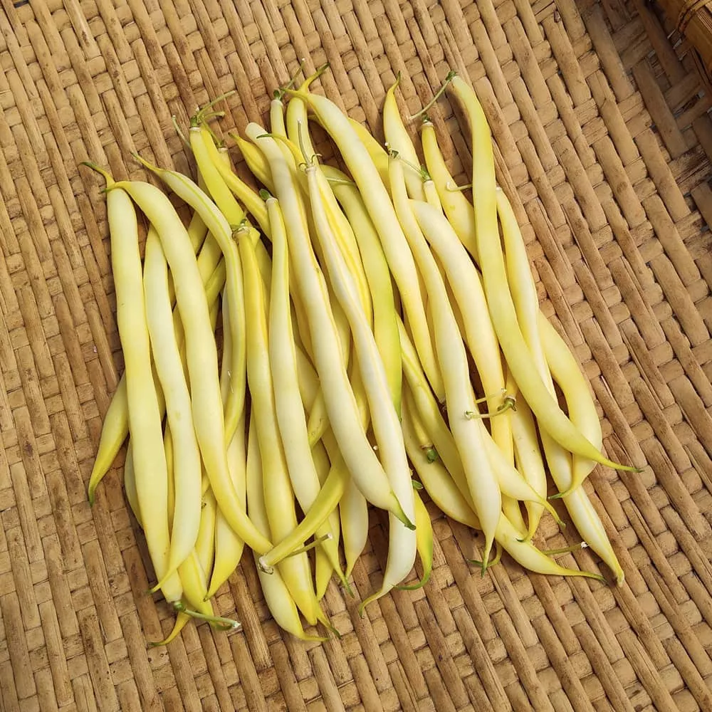 Bush Snap Bean, Beurre de Rocquencourt (Organic)