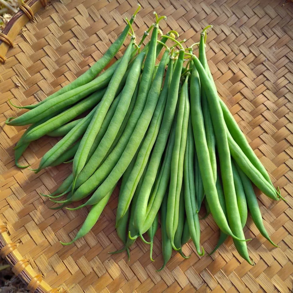 Bush Snap Bean, Grenoble (Organic)