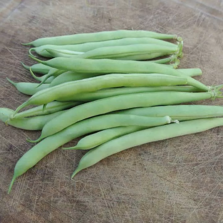 Bush Snap Bean, Saxa (Organic)
