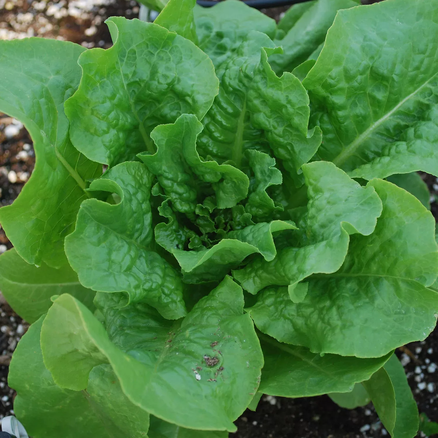 Buttercrunch Lettuce (2 Pack)