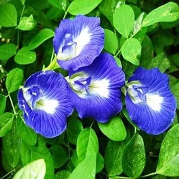 Butterfly Pea Plant