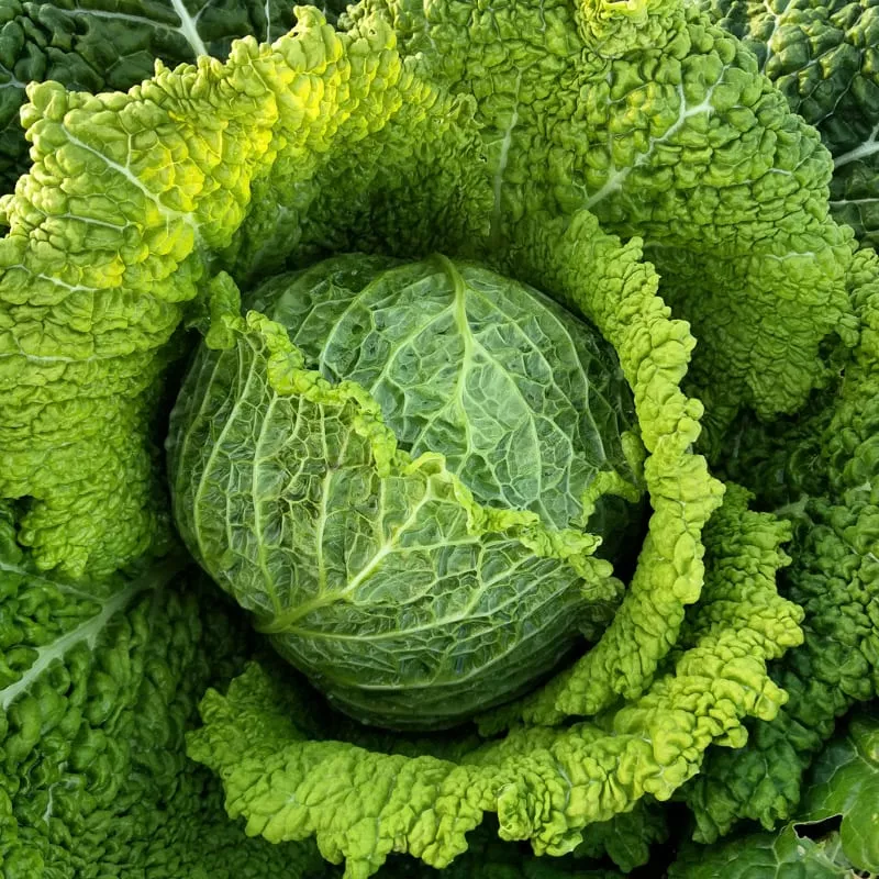 Cabbage, Chieftain Savoy (Organic)
