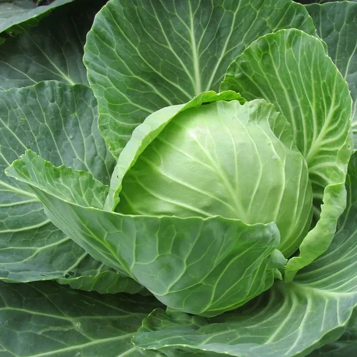 Cabbage Golden Acre Seeds