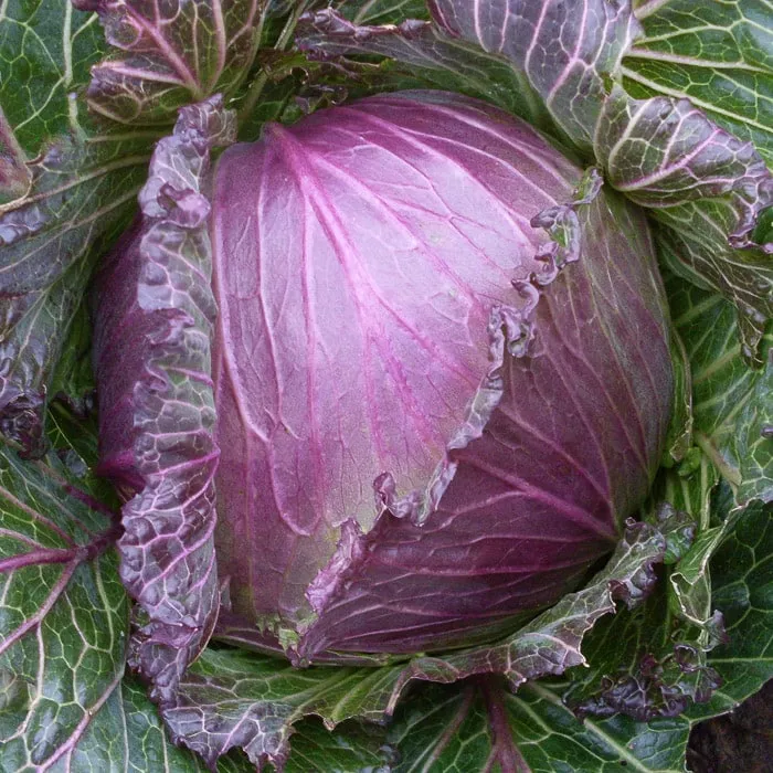 Cabbage, January King (Organic)