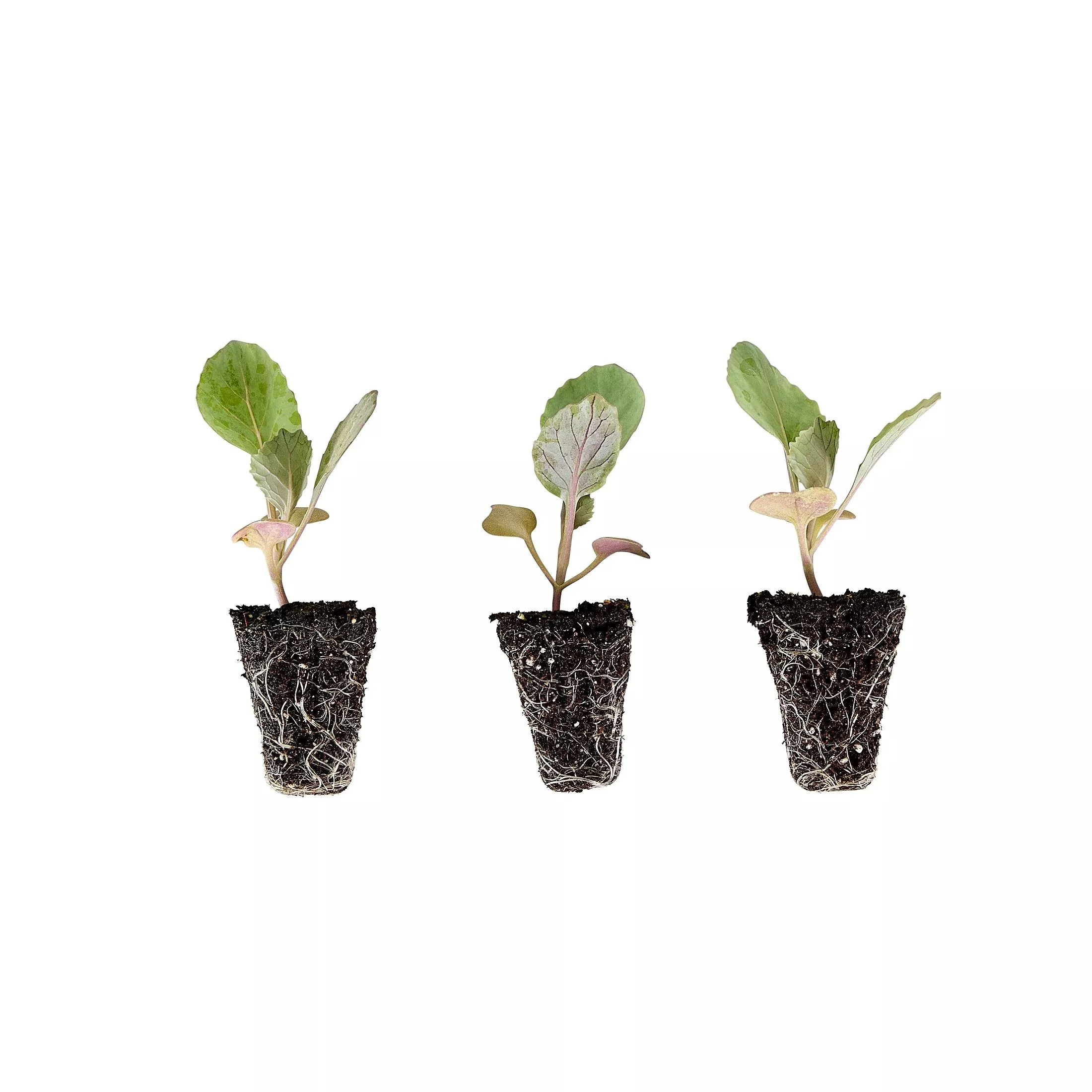Cabbage Plugs (3 Pack)