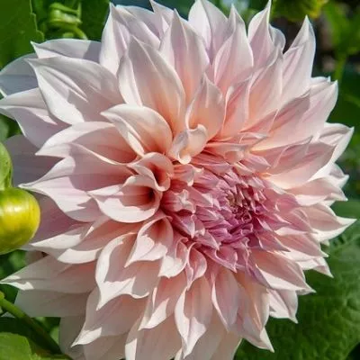 'Cafe Au Lait' Dahlia (Dinnerplate)