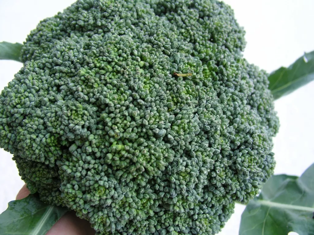 Calabrese Green Sprouting Broccoli