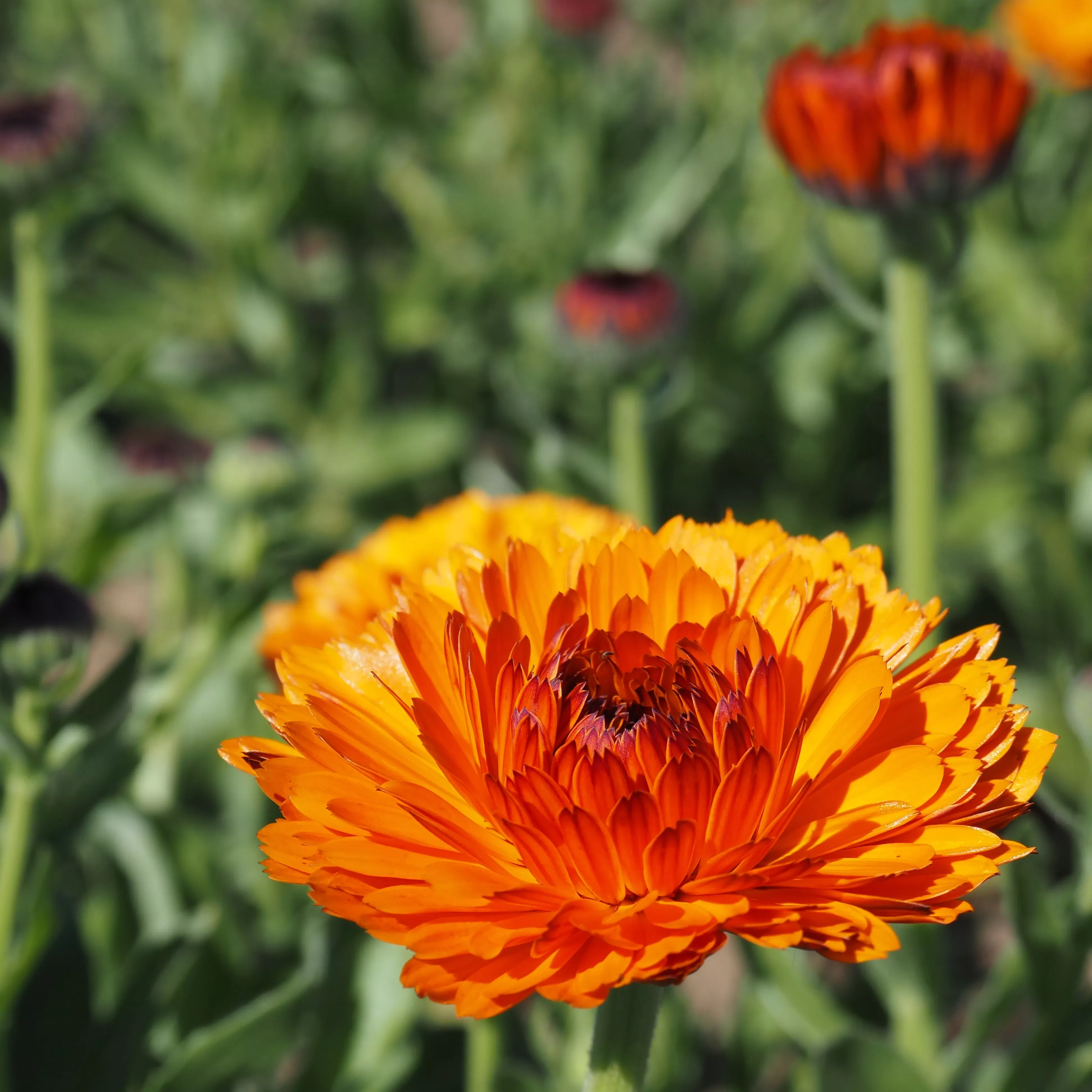 Calendula ⁃ Organic Seed Orange Button