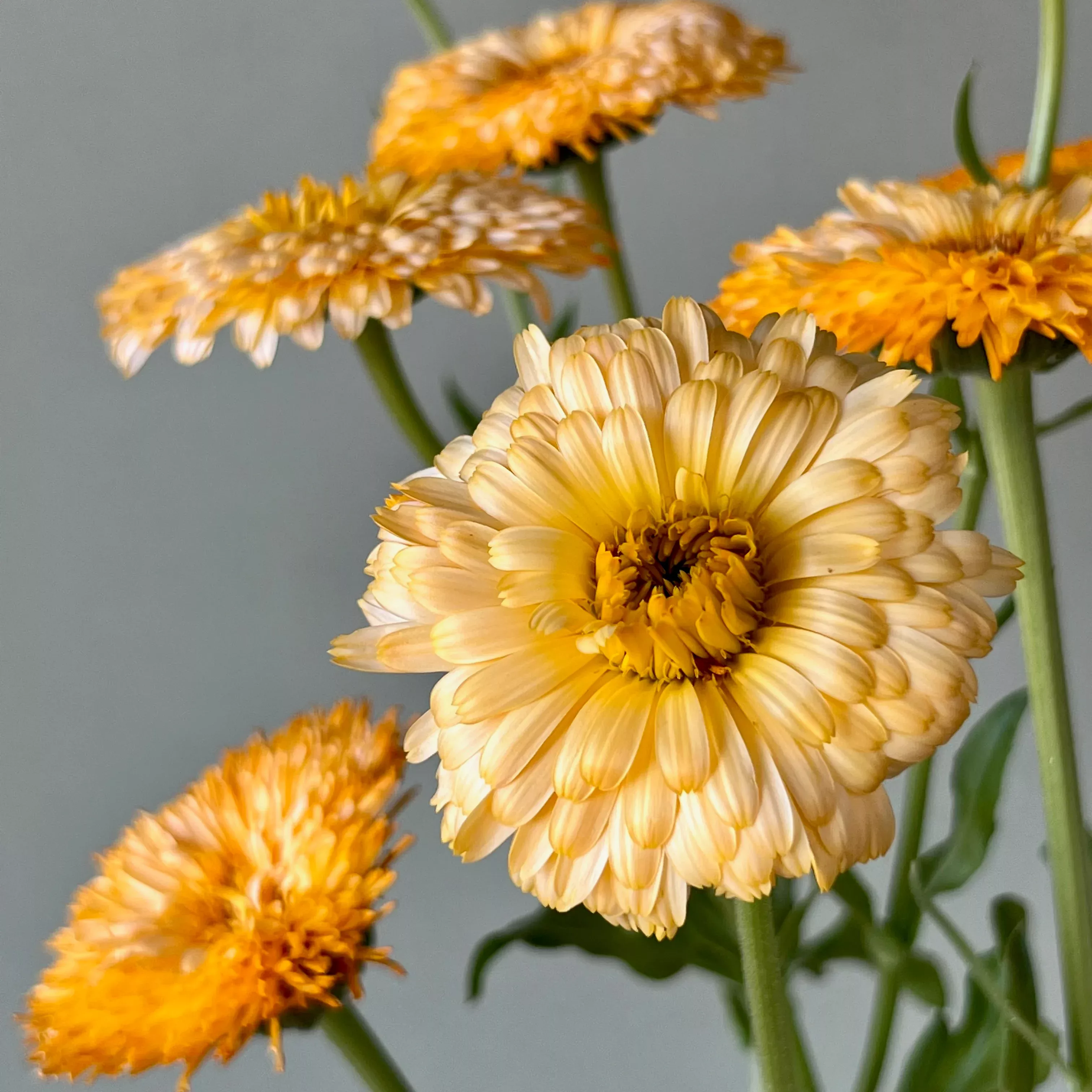 Calendula ⁃ Organic Seed Pacific Apricot Beauty
