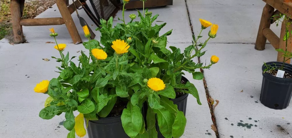 Calendula Resina – Most Potent for Herbal Use