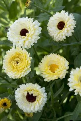 Calendula