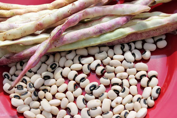 California Blackey Cowpea