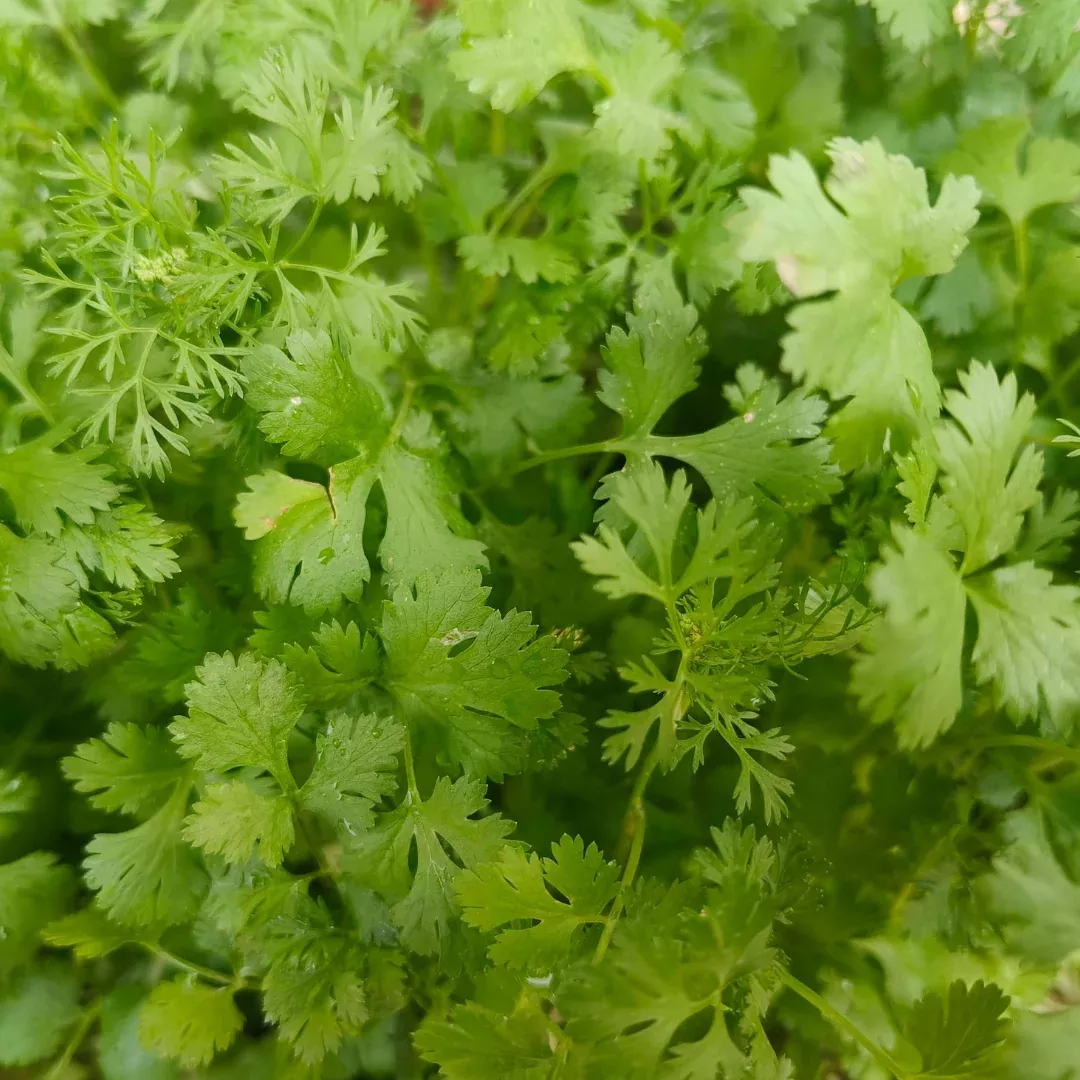 Calypso Cilantro 2"