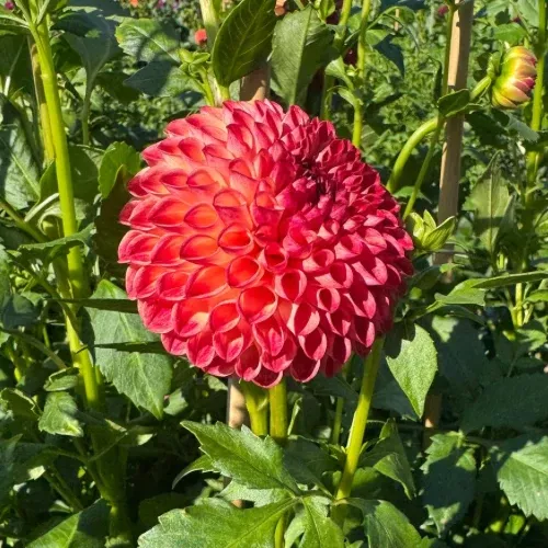 'Camano Mordor' Dahlia (Ball)