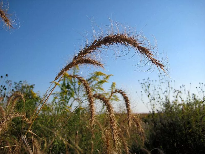 Canadian Rye Seeds