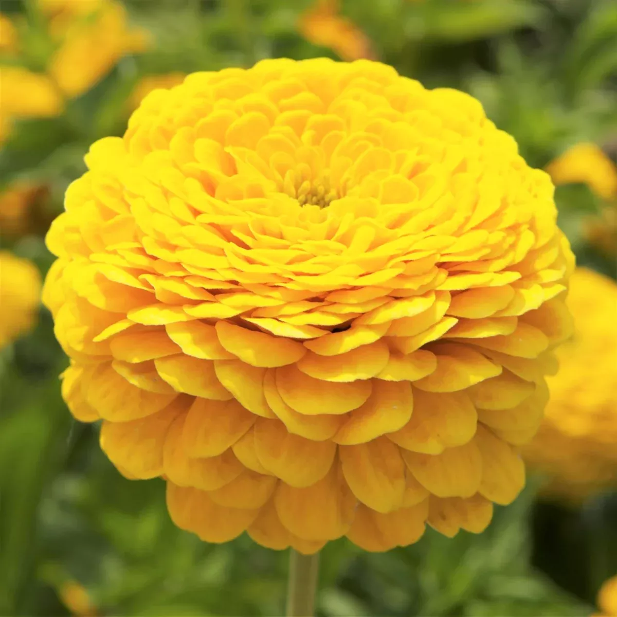 Canary Bird Zinnia
