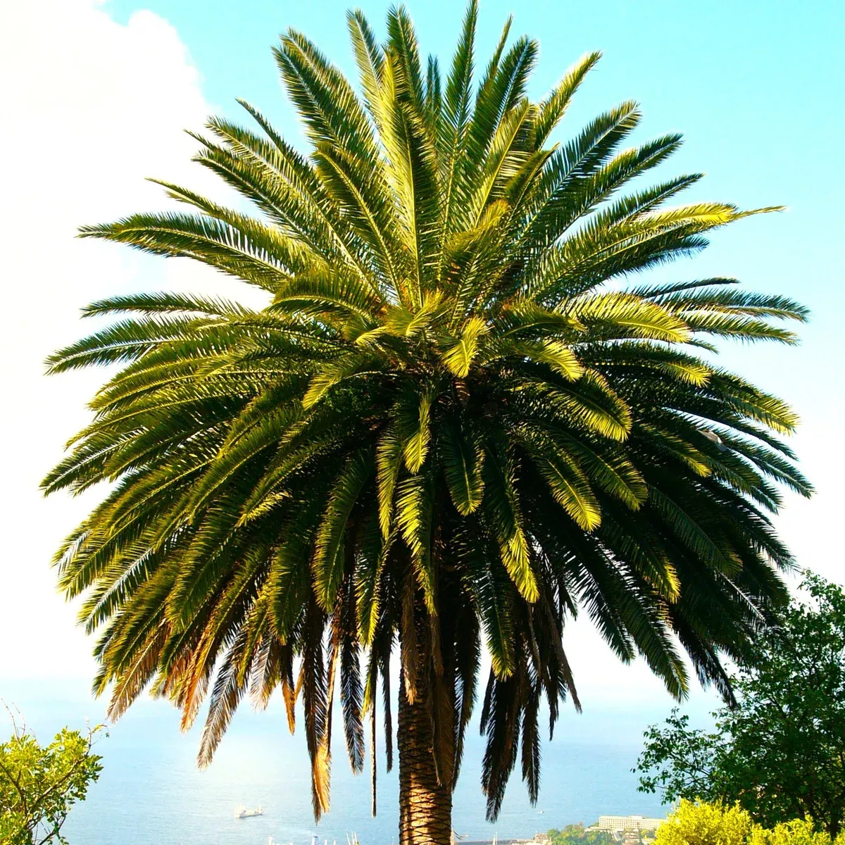 Canary Island Date Palm Tree