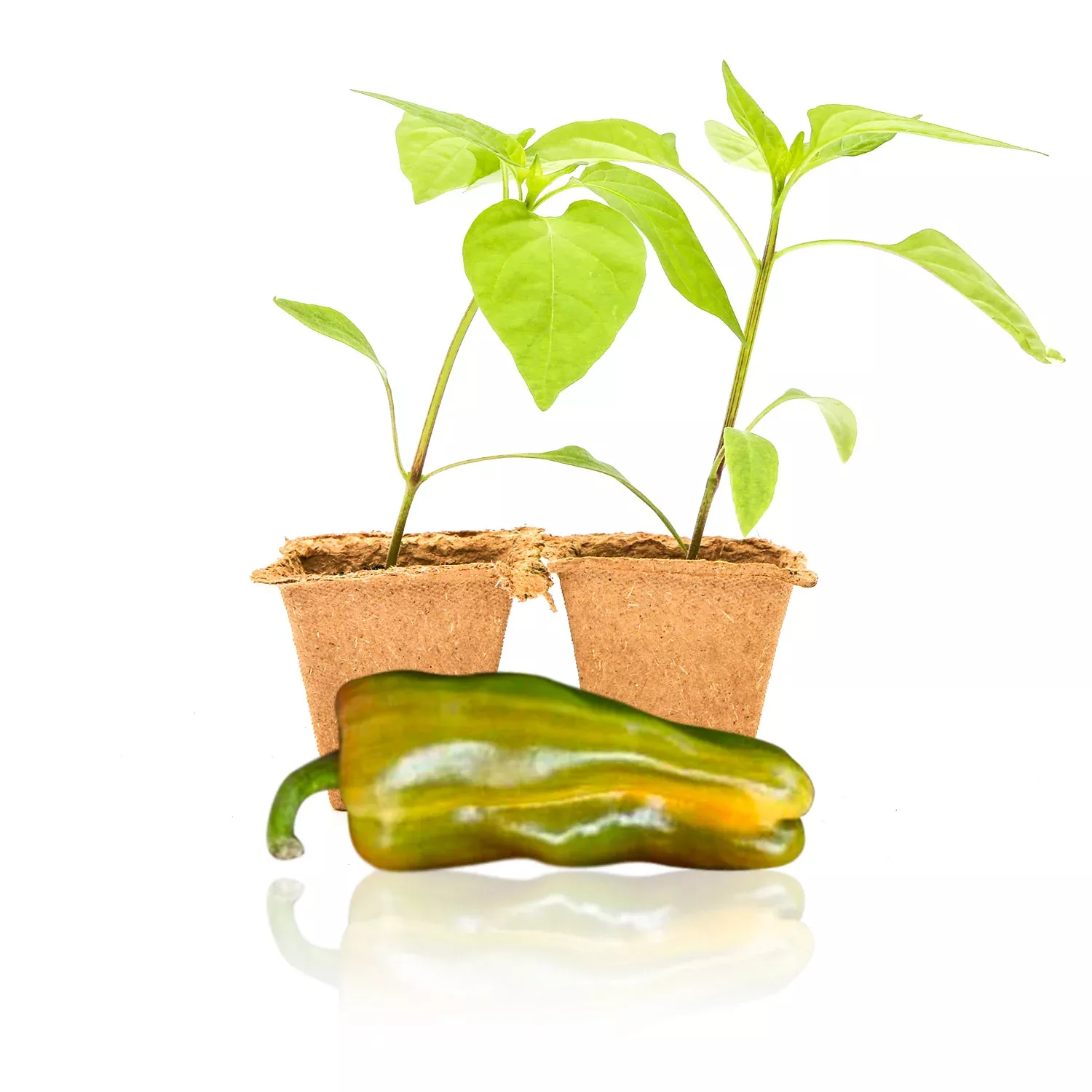 Candy Cane Pepper Plants