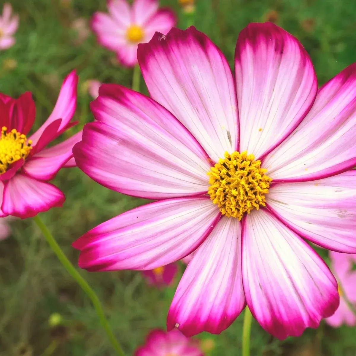 Candy Stripe Cosmos