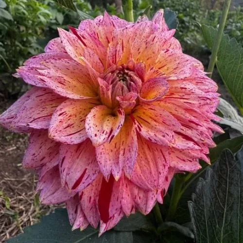 'Carmen Fiesta' Dahlia (Informal Decorative)