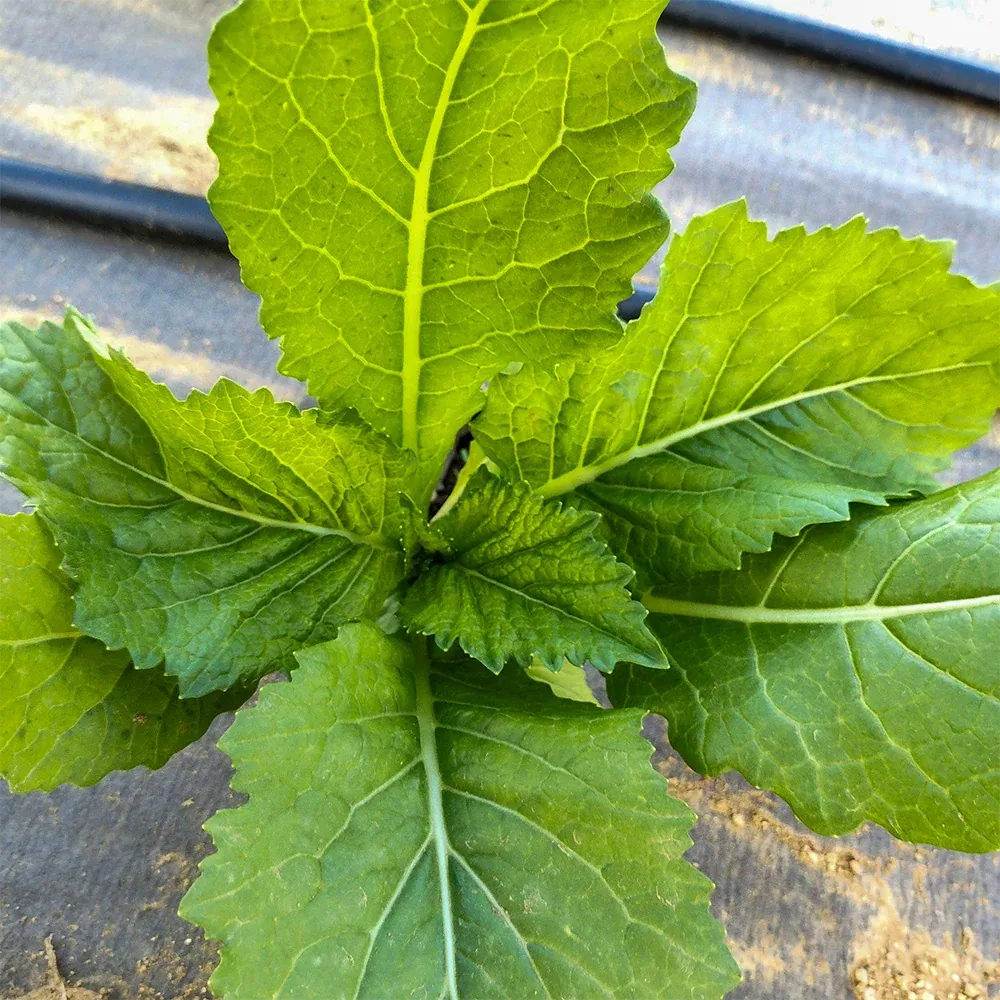 Carolina Broadleaf Mustard Greens