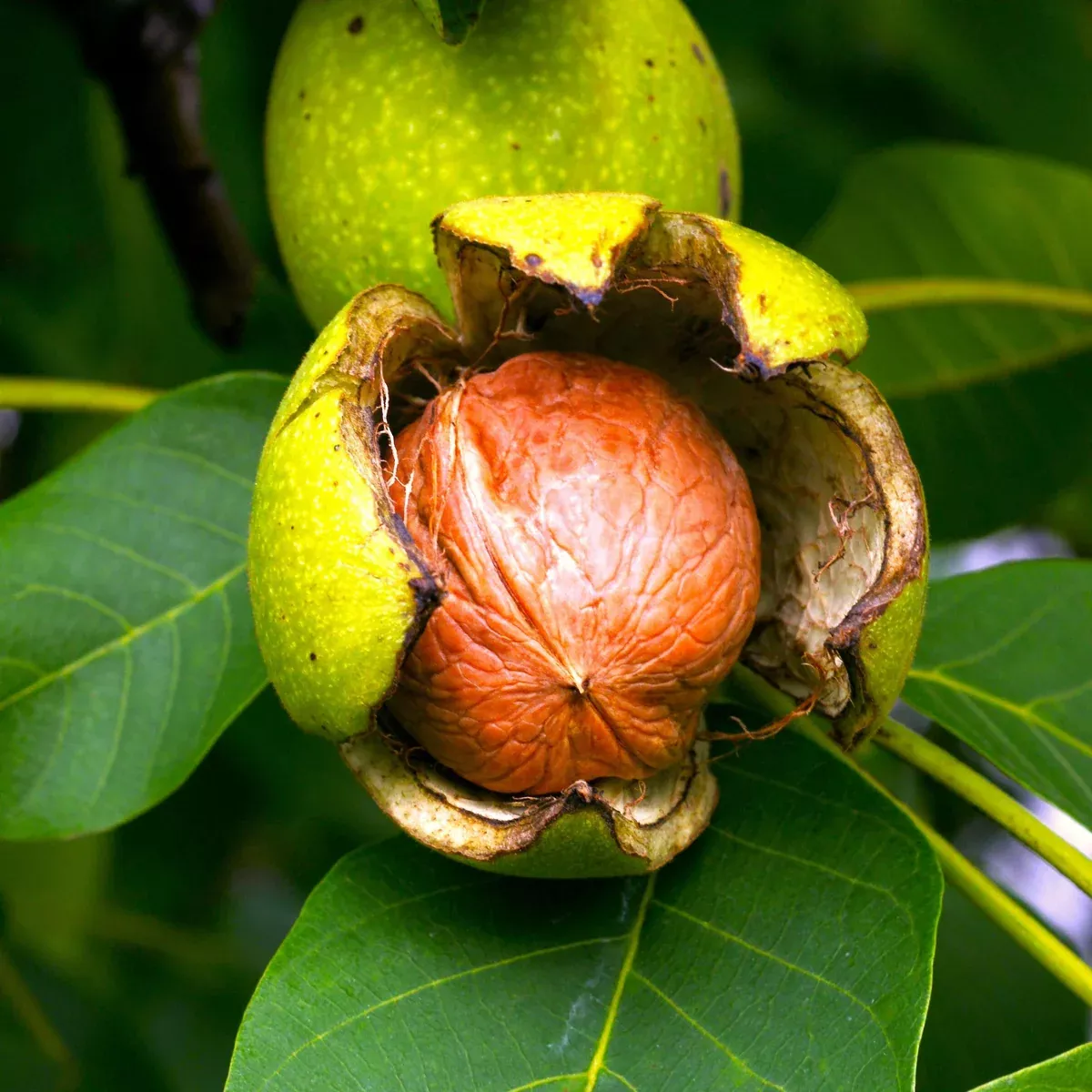 Carpathian English Walnut Tree