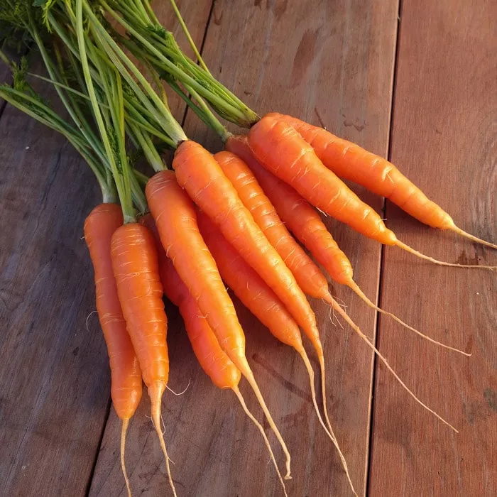 Carrot, Coral (Organic)